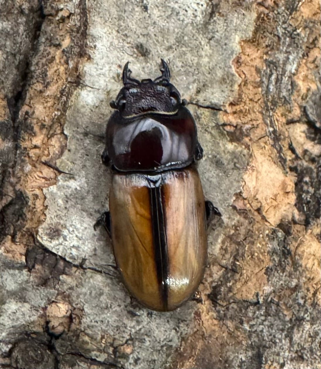 【WD】《ブルイジンノコギリクワガタ 40.5mm ペア》