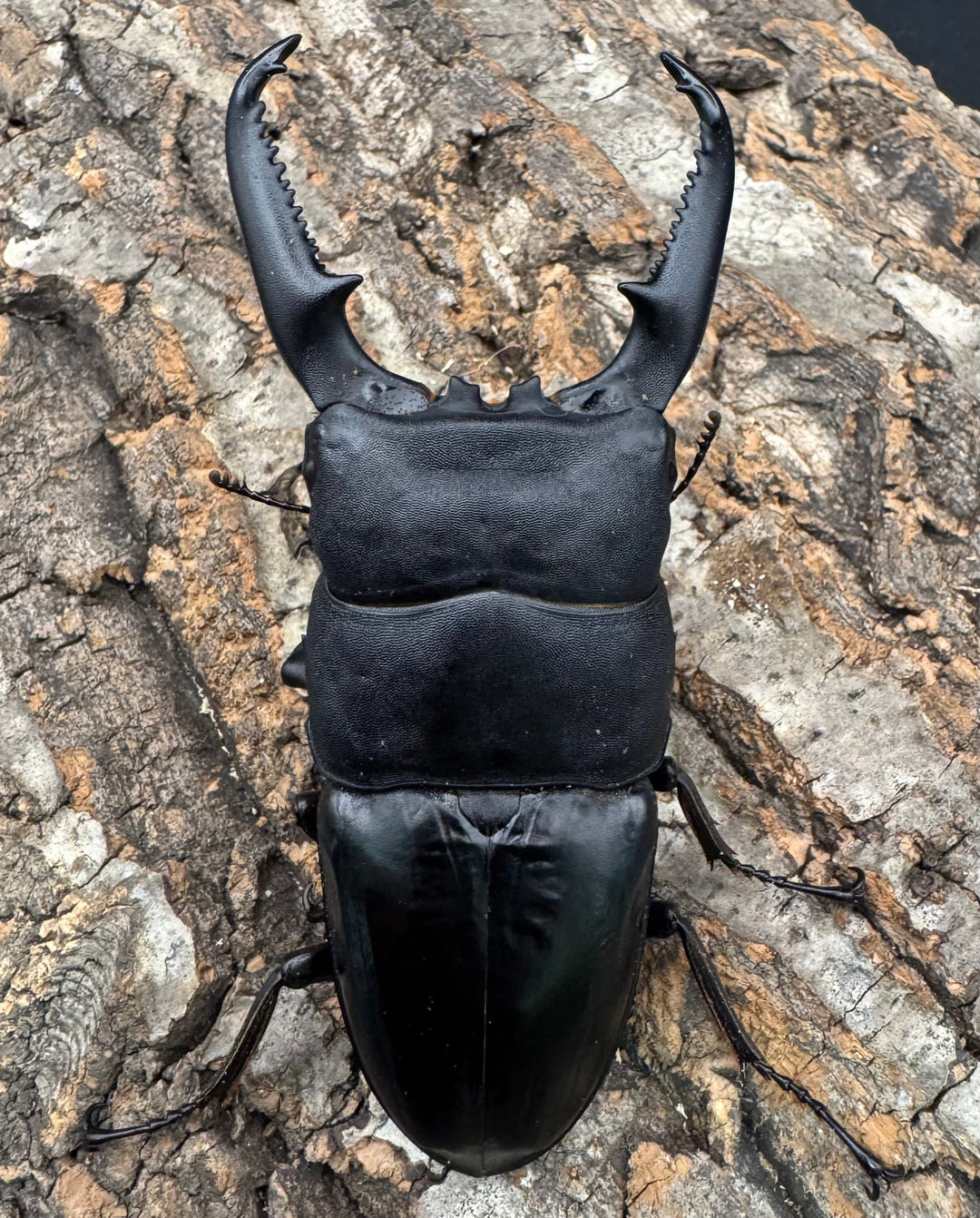 《パラワンオオヒラタクワガタ 106mm ペア》