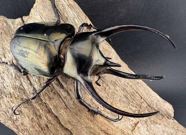 【WD】《ミンダナオアトラスオオカブト マラグサン産 92mm ペア》