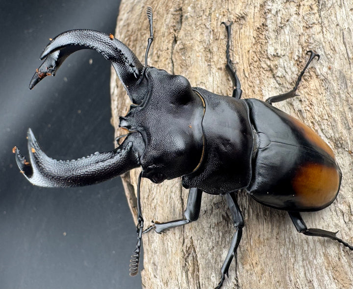 【WD】《セアカフタマタ（パリーフタマタ） 81mm ペア》