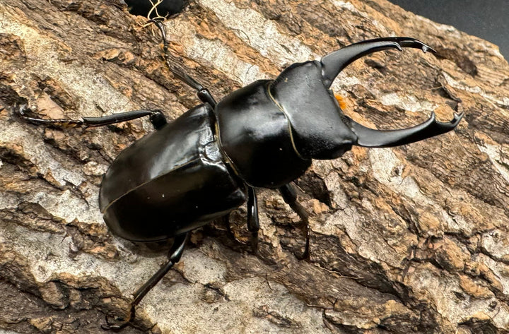 【WD】《ブラナウンコクワ 貢山産 56mm ♂A'品ペア》