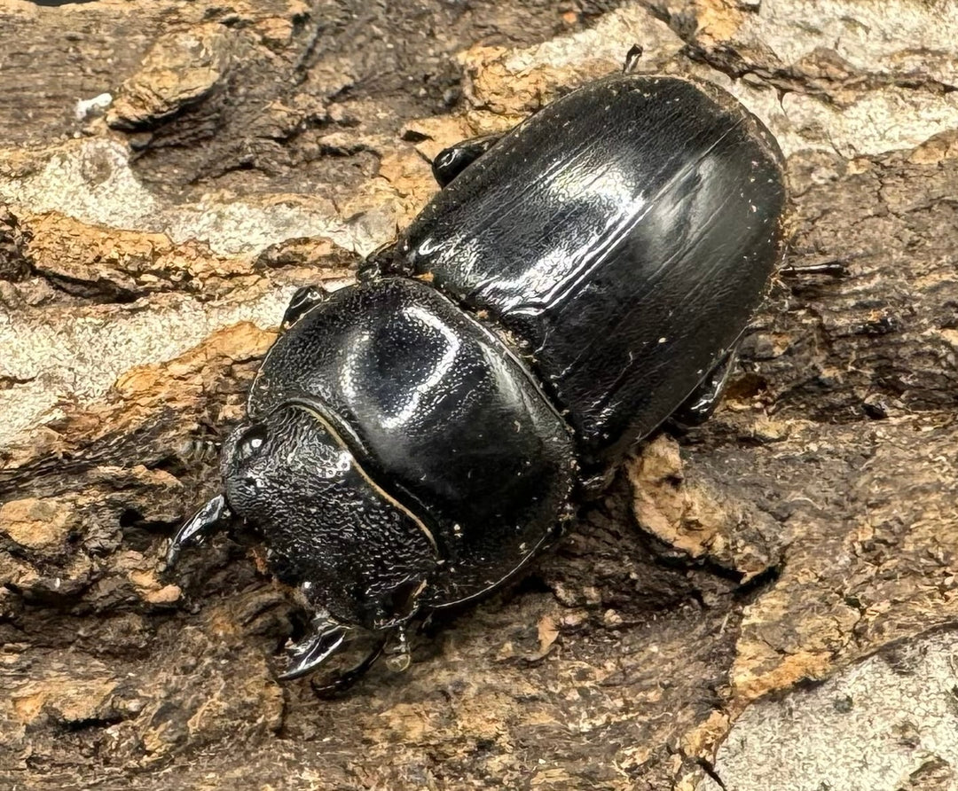 【WD】大型《ミンダナオヒラタ 91.5mmUP ペア》