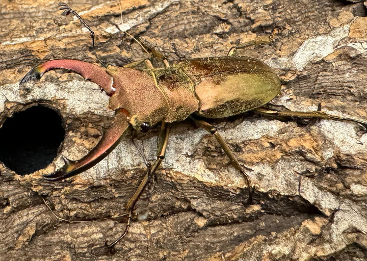 【WD】《クプレオニテンスホソアカ 43mm ペア》