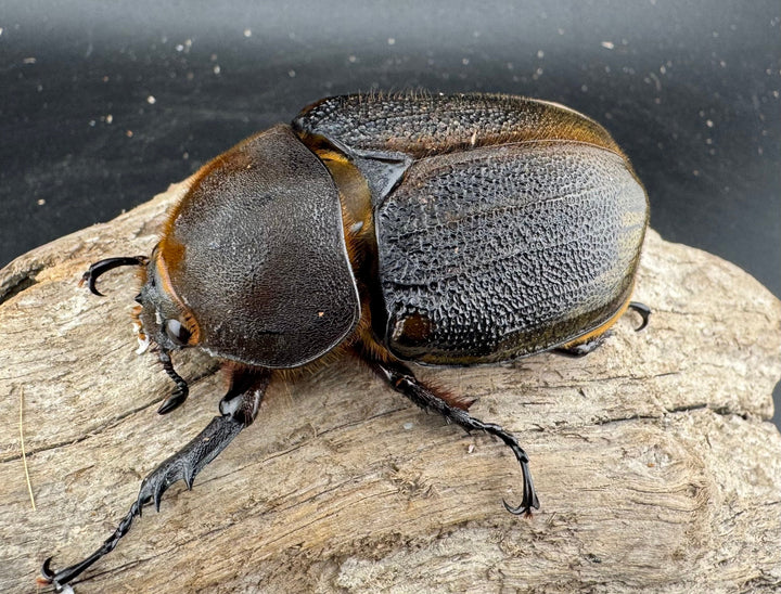 《 ヘラクレス・モリシマイ 煌血統アウトライン 120mm ペア》inohiro109氏ブリード個体