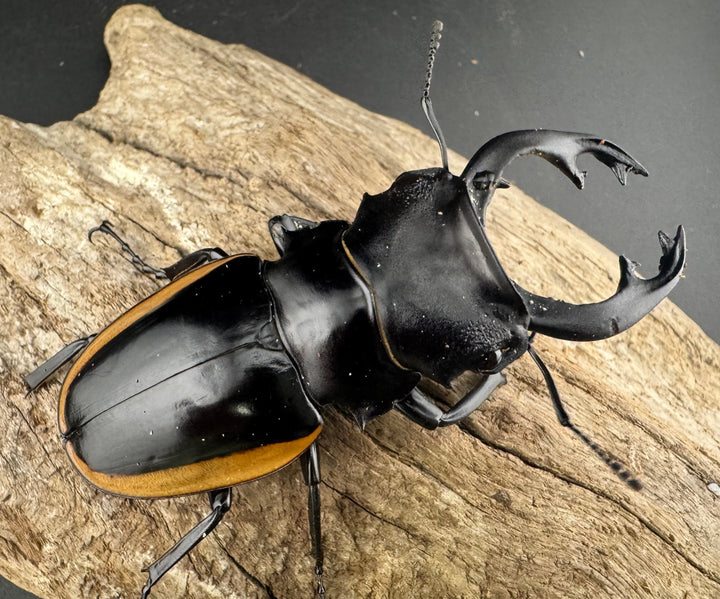 【WD】《クベラツヤクワガタ亜種sinensis ラオス産 81mm Bペア》