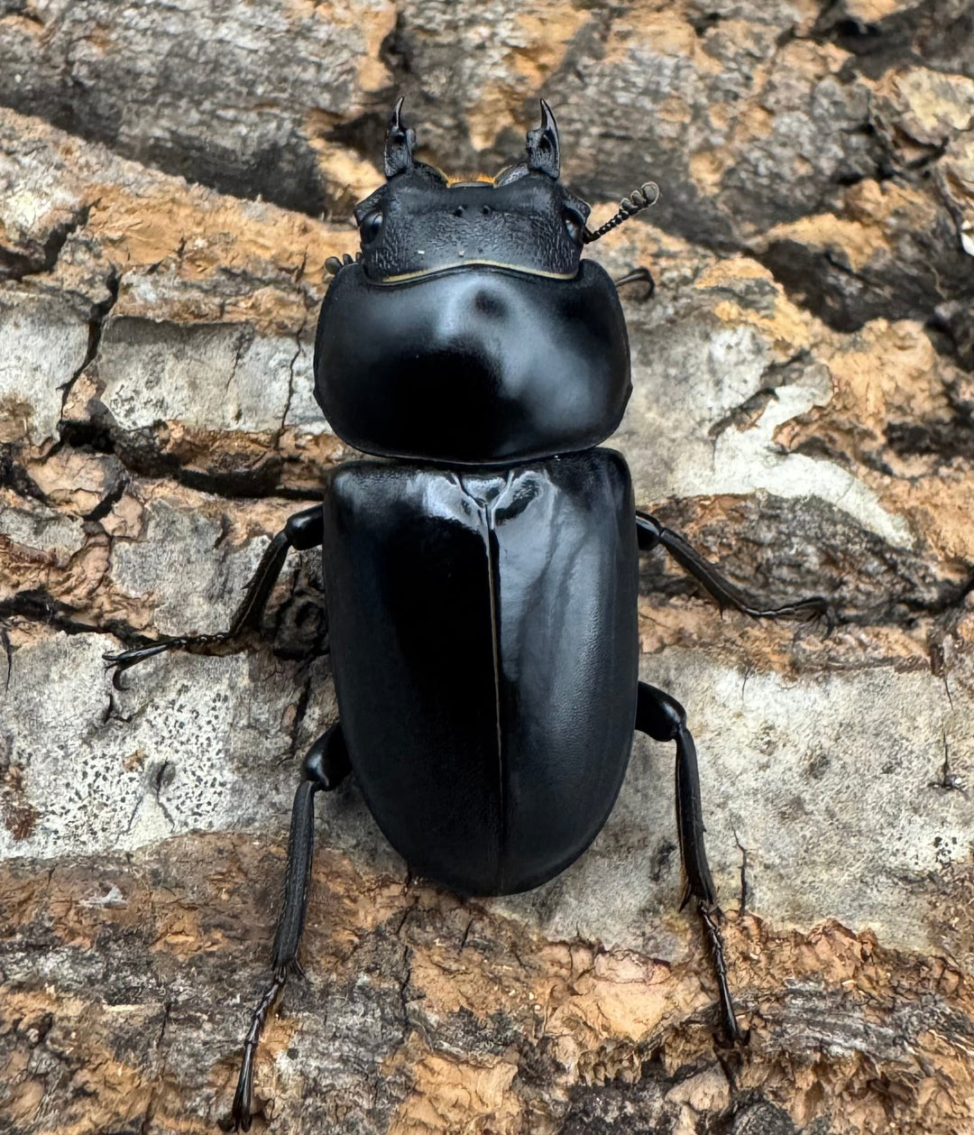 【WD】《セメノウコクワ 会東産 47.5mm ペア》