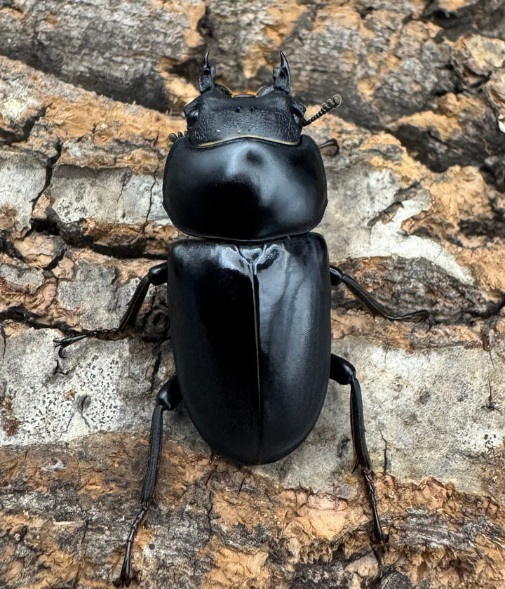 【WD】《セメノウコクワ 会東産 47.5mm ペア》