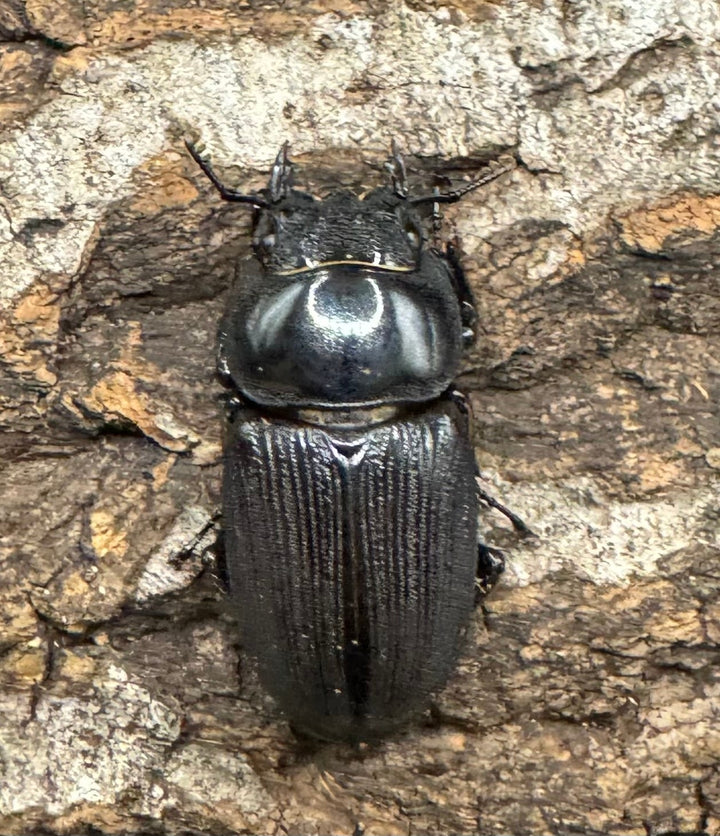 【WD】《ジャワパリーオオクワ 66mm ♂A’品ペア》