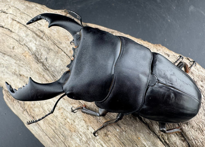 【WD】《スマトラオオヒラタ ベンクール産 93mm ペア》