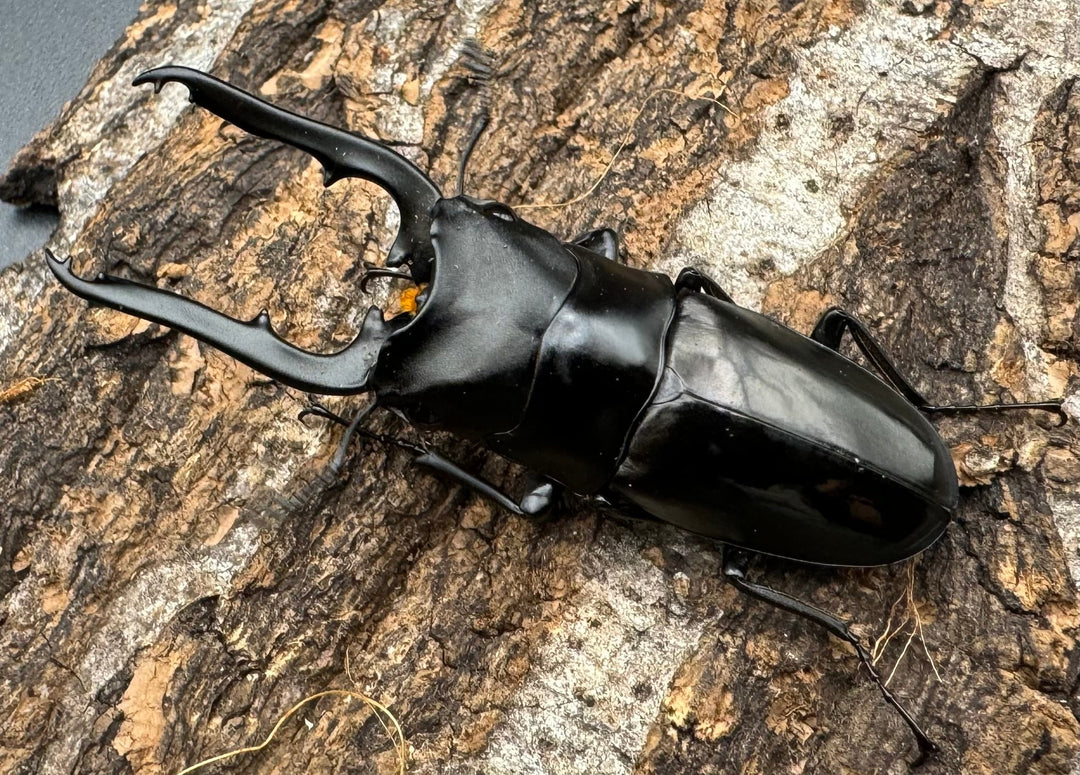 【WD】《ミンダナオ産ブッダノコギリ 51mm ペア》