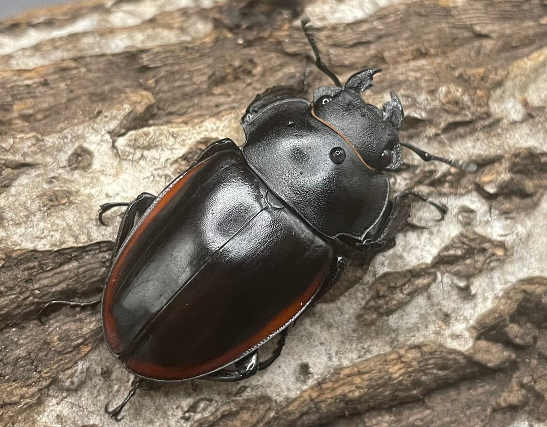 【WD】《クベラツヤクワガタ亜種sinensis ♀単 B品》