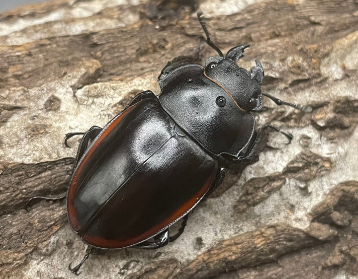 【WD】《クベラツヤクワガタ亜種sinensis ♀単 B品》