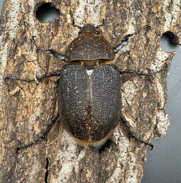 《ヘラクレス・ヘラクレス 121mm ペア》