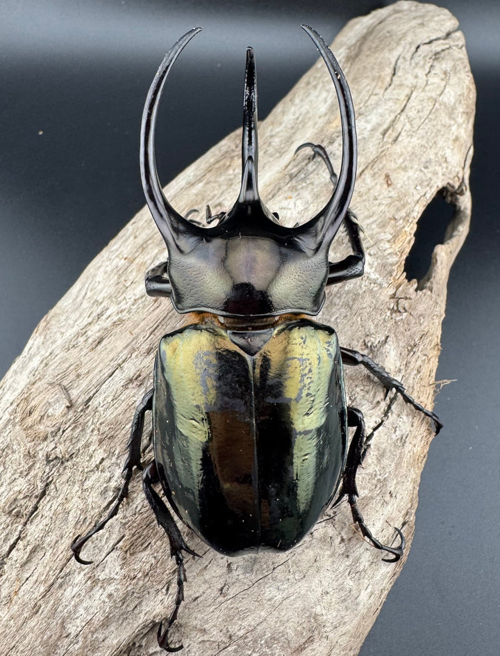 【WD】《ミンダナオアトラスオオカブト キダパワン産 87mm A'品ペア》