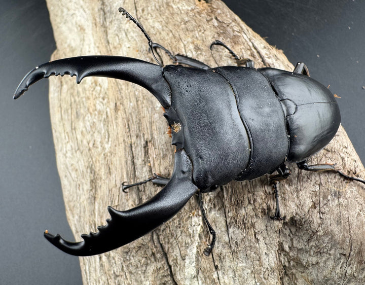 【WD】《ブルーダンヒラタクワガタ 90mm ペア》