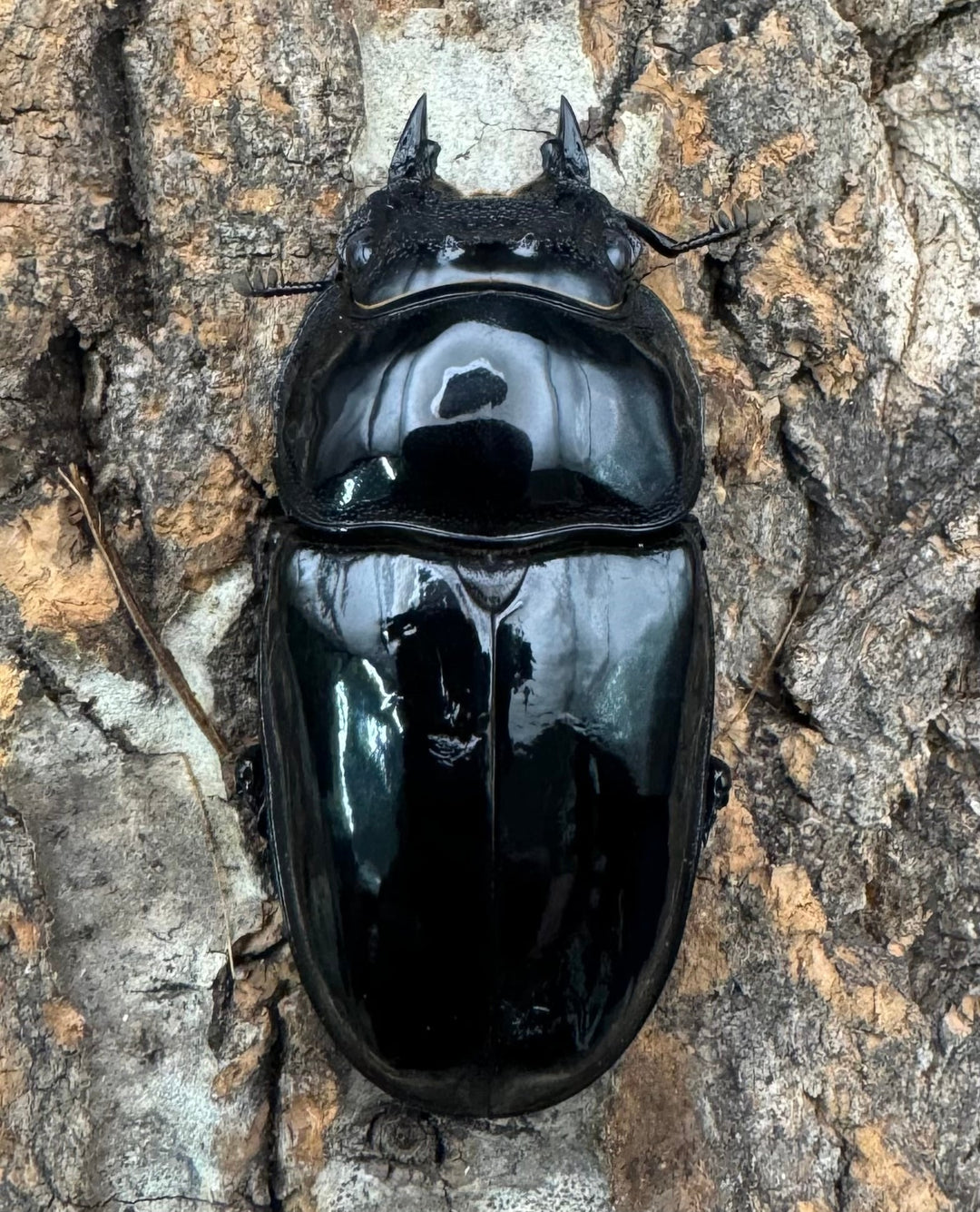 《タランドゥスオオツヤクワガタ 75mm ペア》