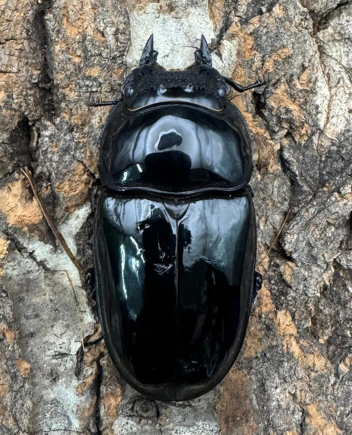 《タランドゥスオオツヤクワガタ 75mm ペア》