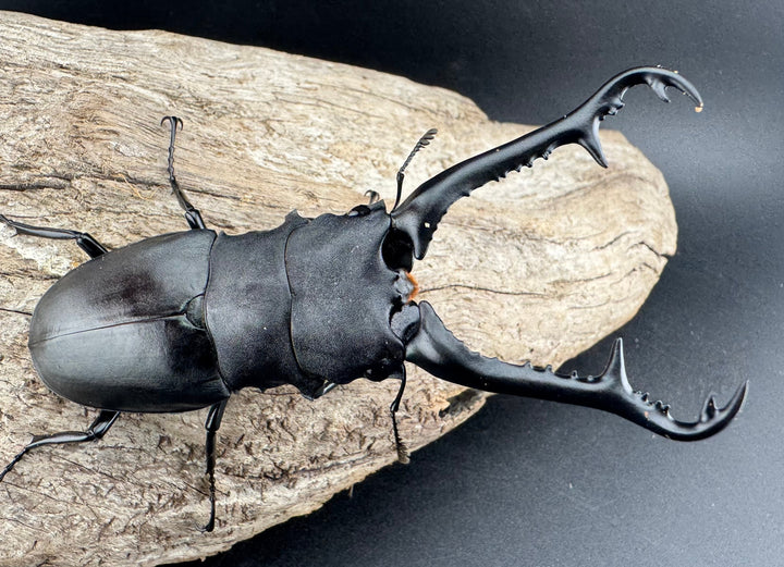 【WD】《 ギラファノコギリ亜種ケイスケ 98.5mm ペア》