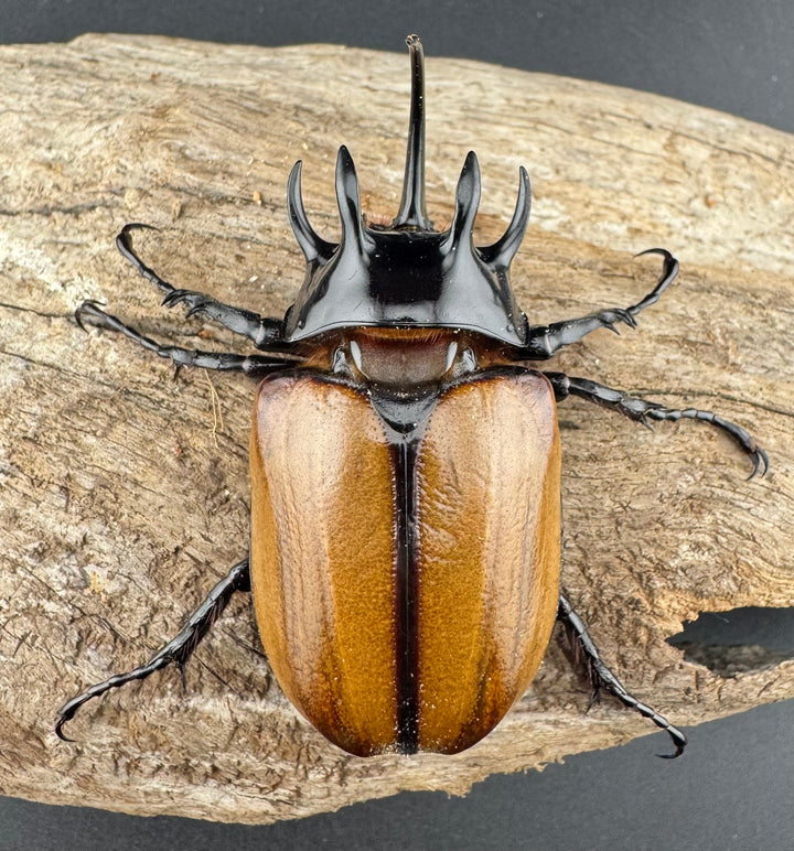 【WD】《ゴホンツノカブト原名亜種 ラオス産 75.5mm ペア》