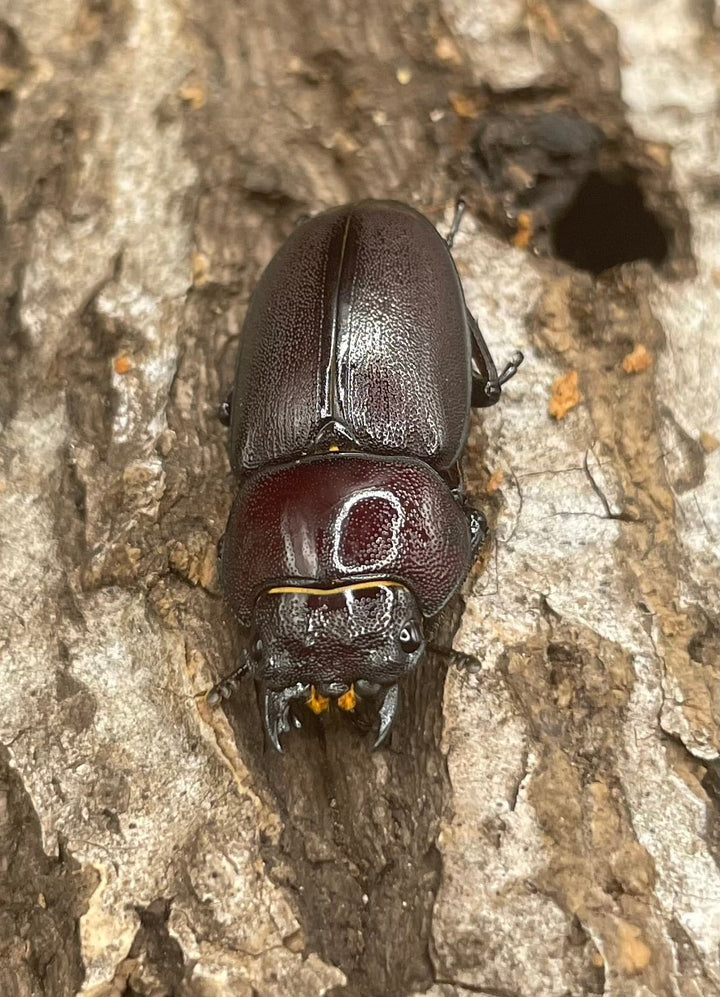 《ハチジョウコクワガタ 40mm ペア》