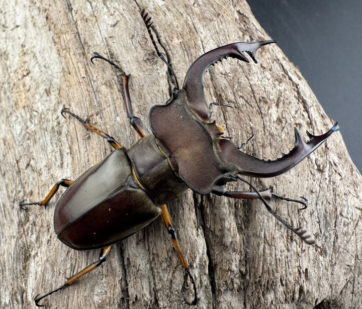 【WD】《フェアメイルミヤマ 雅安市産 57mm ペア》