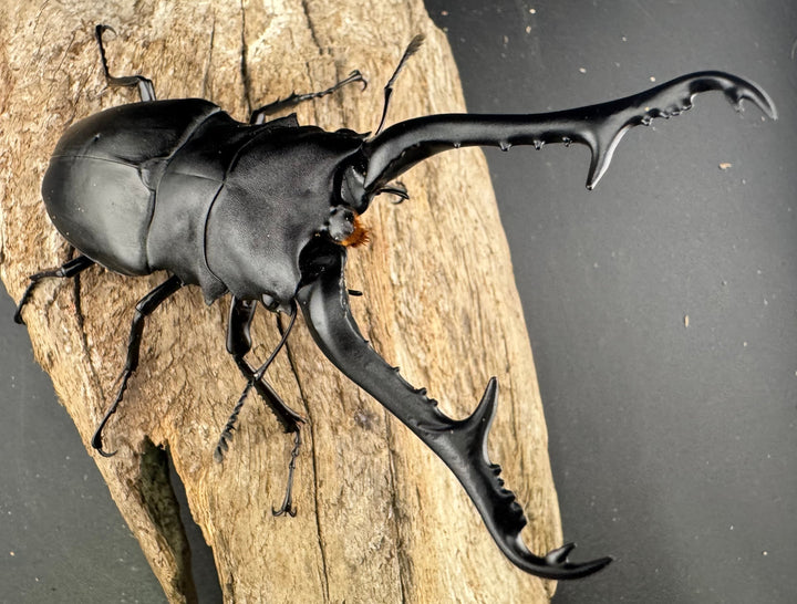 《ギラファノコギリ亜種ケイスケ 109mm ペア》