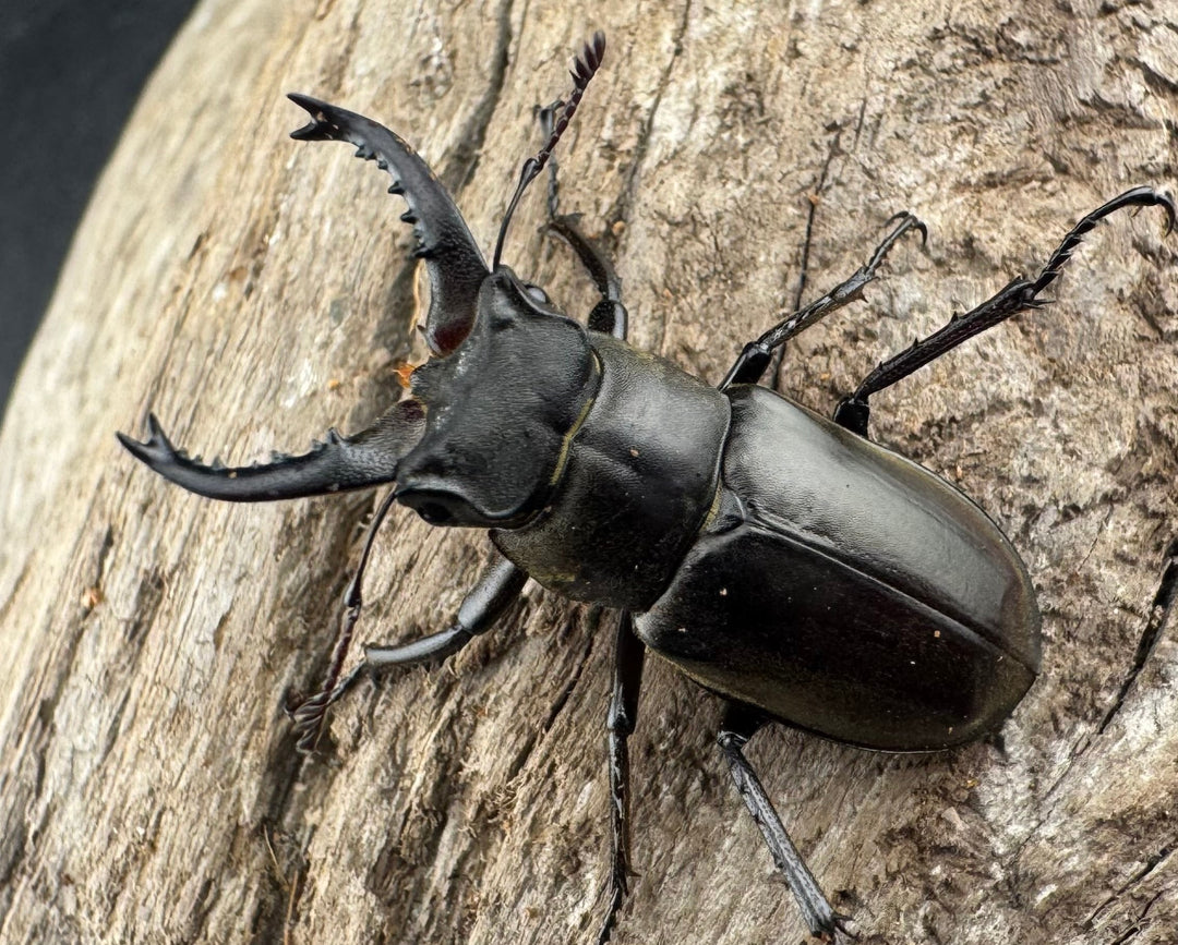 【WD】《ルディビナエミヤマ 34.5mm ペア》