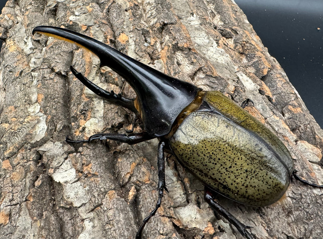 《ヘラクレス・ヘラクレス 135mm ペア》