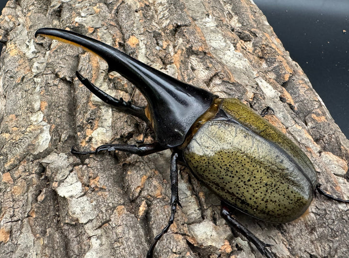 《ヘラクレス・ヘラクレス 135mm ペア》