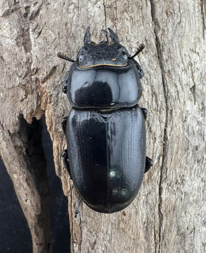 【WD】《ユーリケファルスヒラタ 74.5mm ペア》