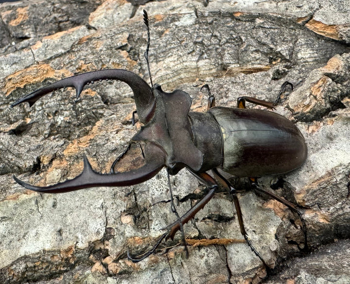 【WD】《クラーツミヤマ原名亜種 57mm ペア》