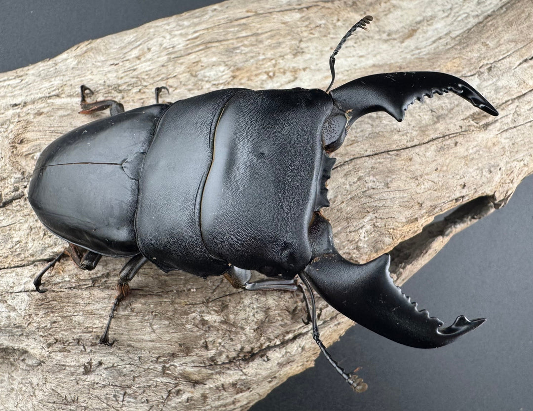 【WF1】《スマトラオオヒラタ アチェ産 93mm ペア》