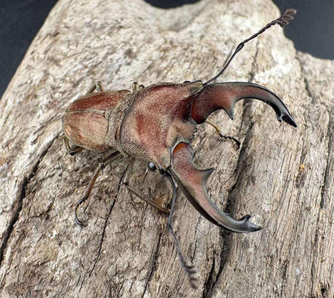 【WD】《スズムラホソアカ ロハス産 39.5mm A’品ペア》