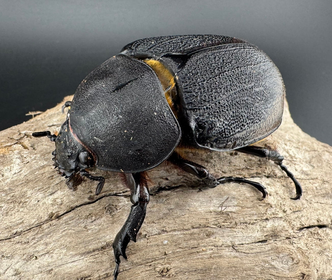 【WD】《ヘラクレス・リッキー コロンビア産 65mm ♀単》