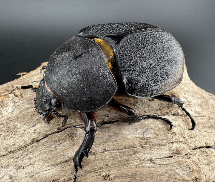 【WD】《ヘラクレス・リッキー コロンビア産 65mm ♀単》