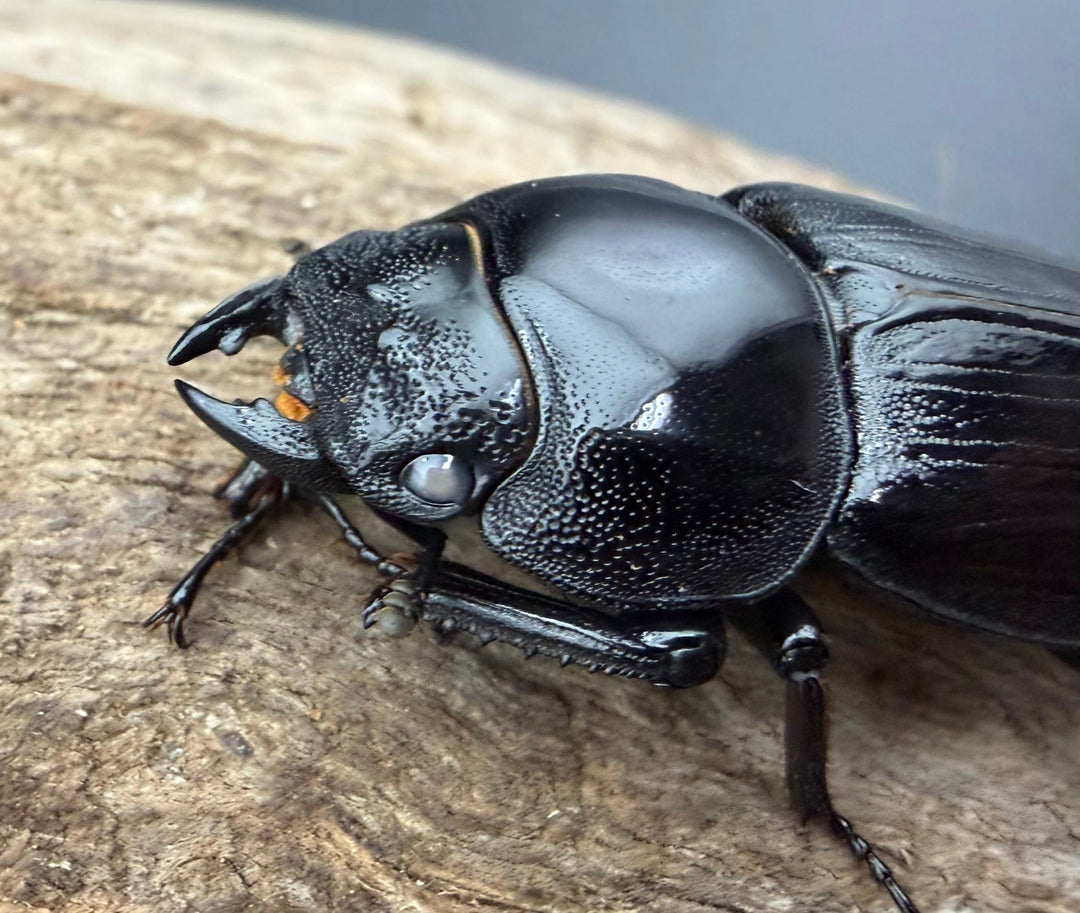 《オオクワガタ 元木ホワイトアイ 川西産 65mm ペア》