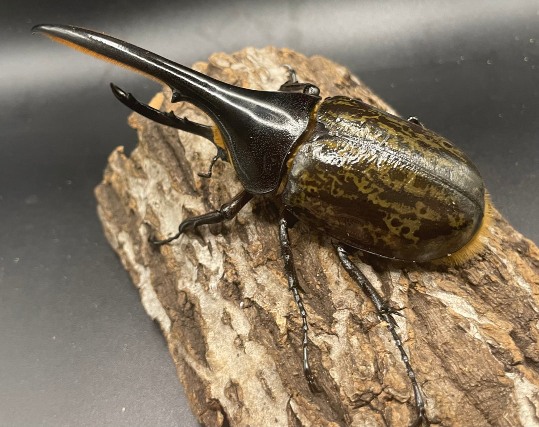 《ヘラクレス・ヘラクレス 126mm ペア》