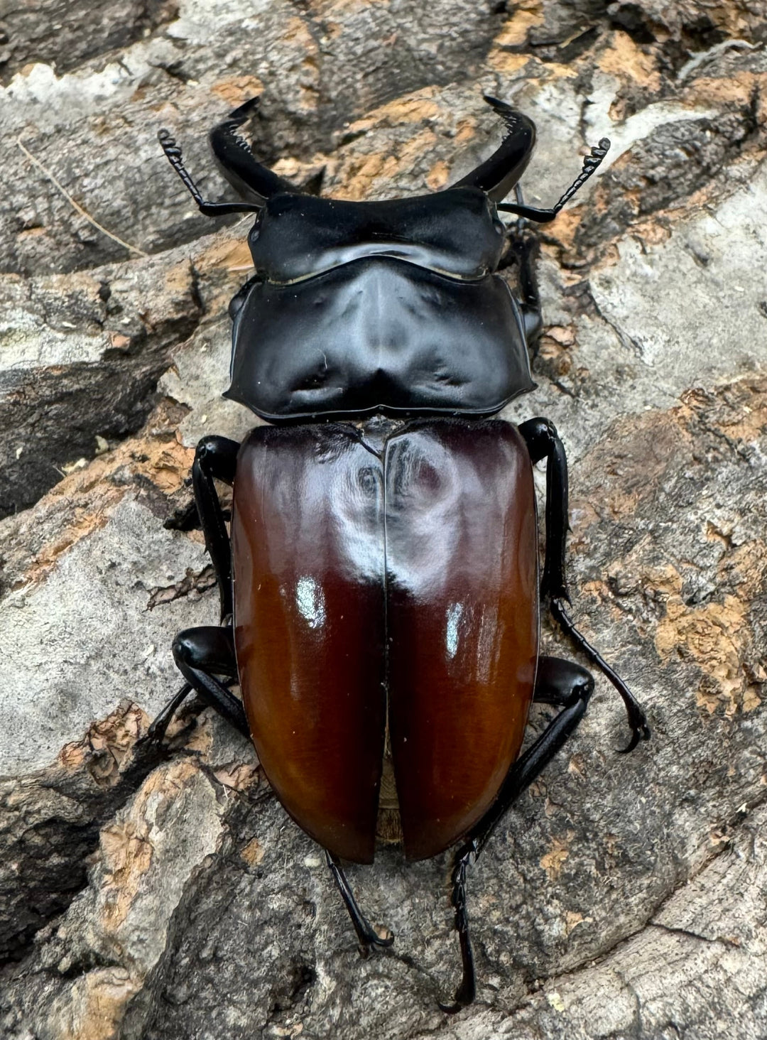 【WF1】《アローコクワ亜種リエン 65mm B品ペア》Moro氏ブリード個体