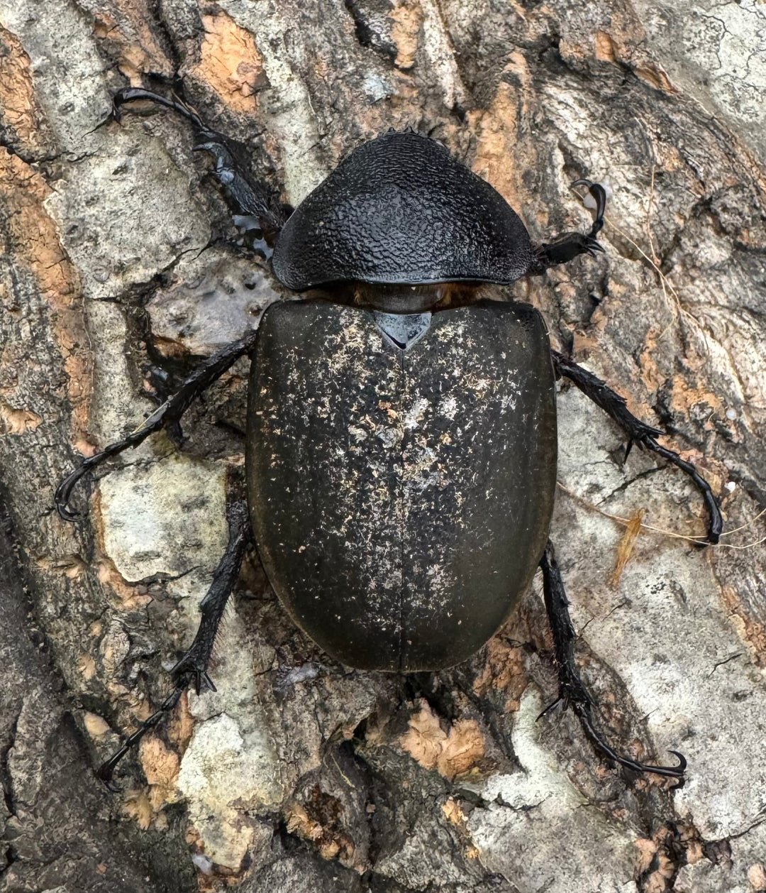 【WD】《ミンダナオアトラスオオカブト 92.5mm ペア》