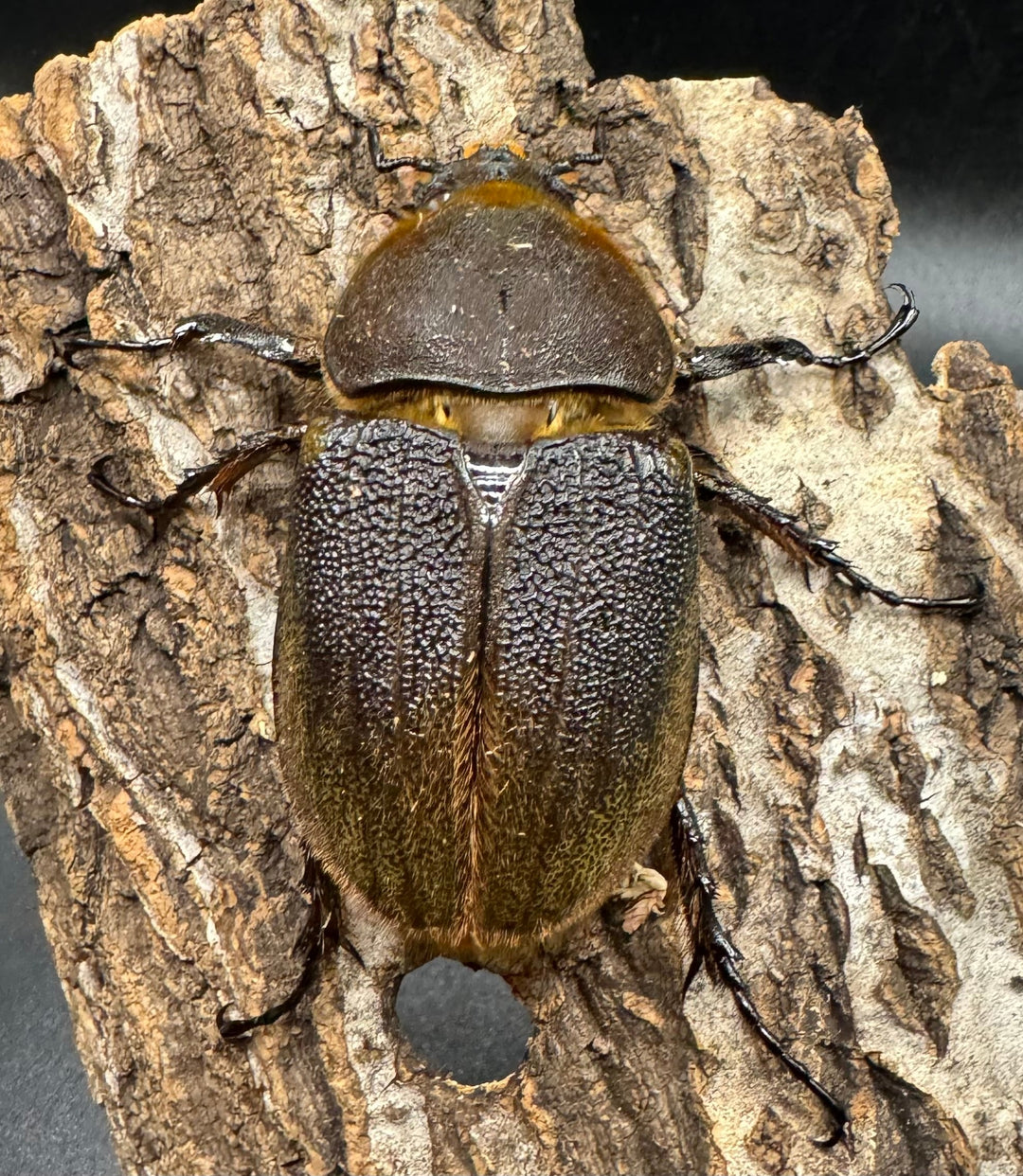 《ヘラクレス・ヘラクレス 126mm ペア》