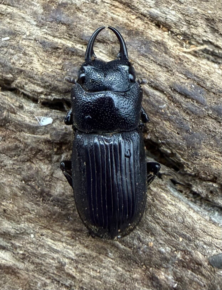 【WD】《ネブトクワガタ sp. カオバン 標高1400m 20mm ♂♀♀トリオ》