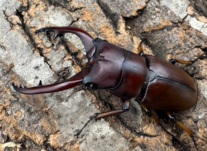 【WD】《アスタコイデスノコギリ ベンクール産 63mm ペア》