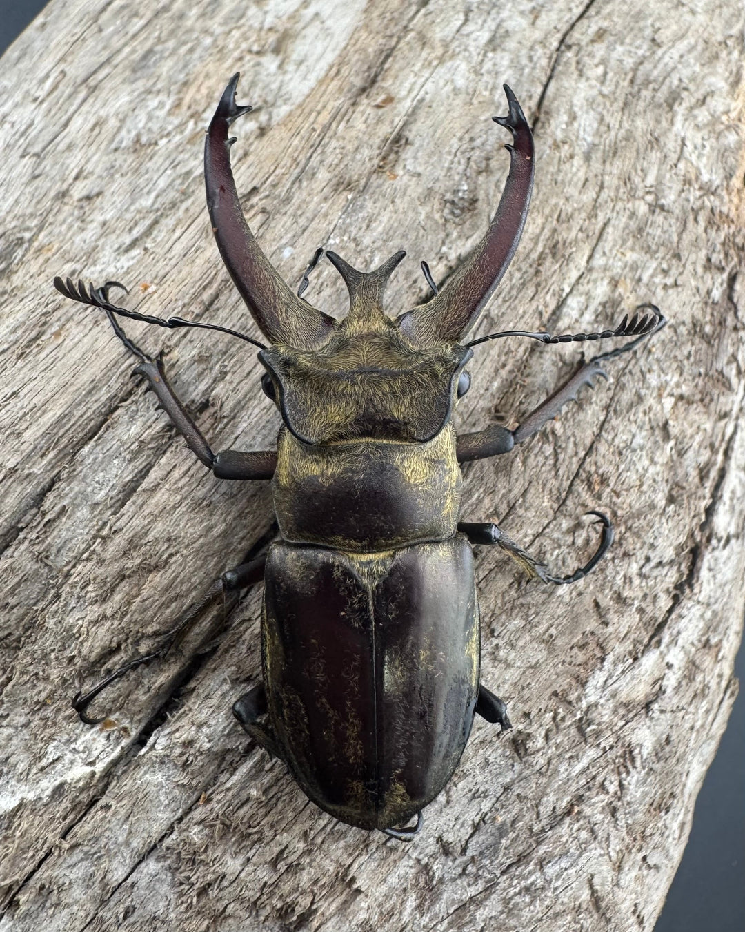 【WD】《ビクトリウスミヤマクワガタ 54mm B品ペア》