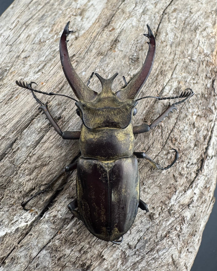 【WD】《ビクトリウスミヤマクワガタ 54mm B品ペア》