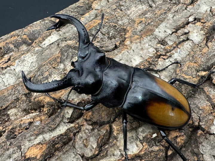 【WD】《セアカフタマタ 82mm ペア》