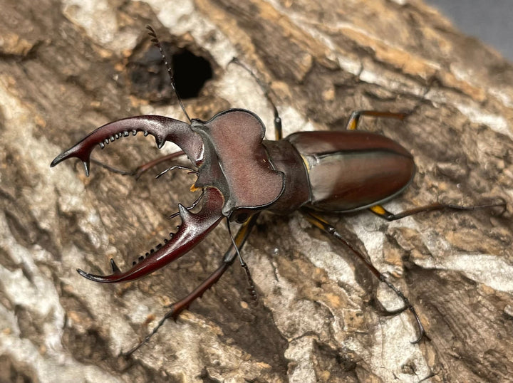 【WD】《ヒメミヤマクワガタ大陸亜種continentalis 49mm ペア》