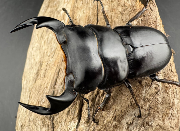 《マレーアンタエウスオオクワ 74mm ペア》