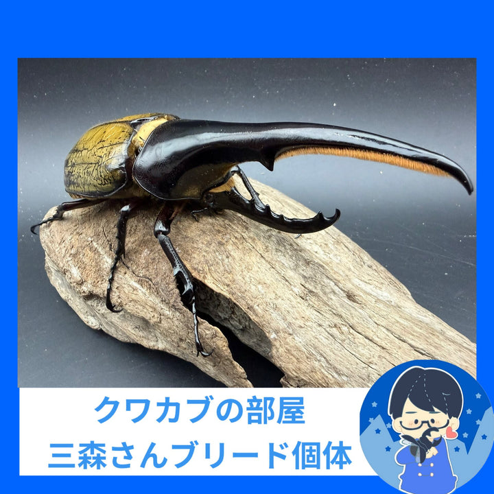 《ヘラクレス・ヘラクレス 152mm ペア》クワカブの部屋三森氏ブリード個体