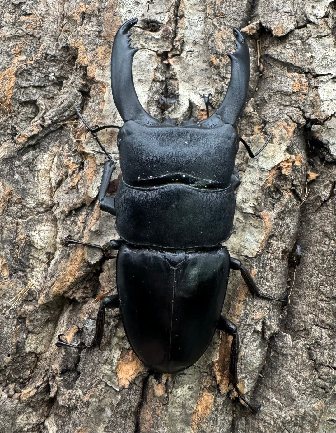 【WD】大型《テイオウヒラタクワガタ 91mm ペア》