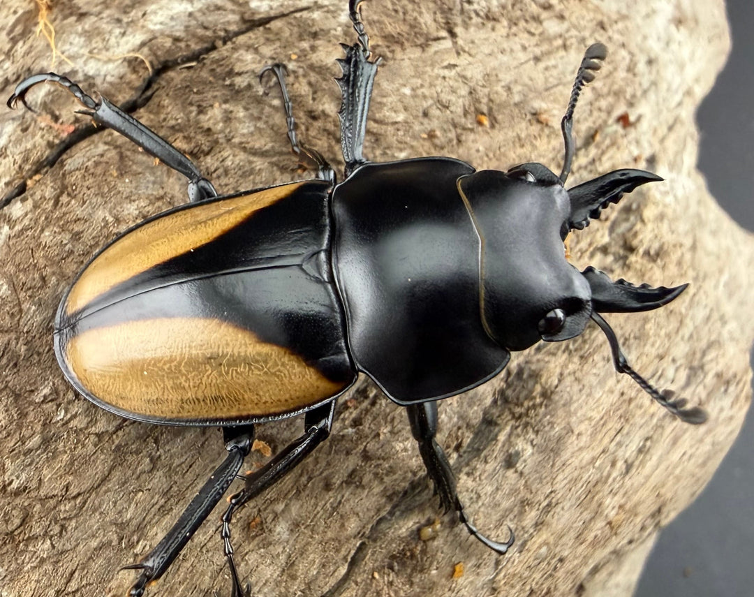 【WD】《パリーマルバネクワガタ 36.5mm ペア》